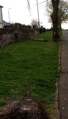Houston Rd Diseased Trees