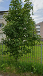 Glen Street Paisley1.png